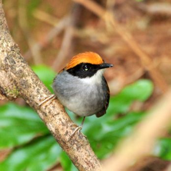 Black-cheeked Gnateater Black-cheeked Gnateater