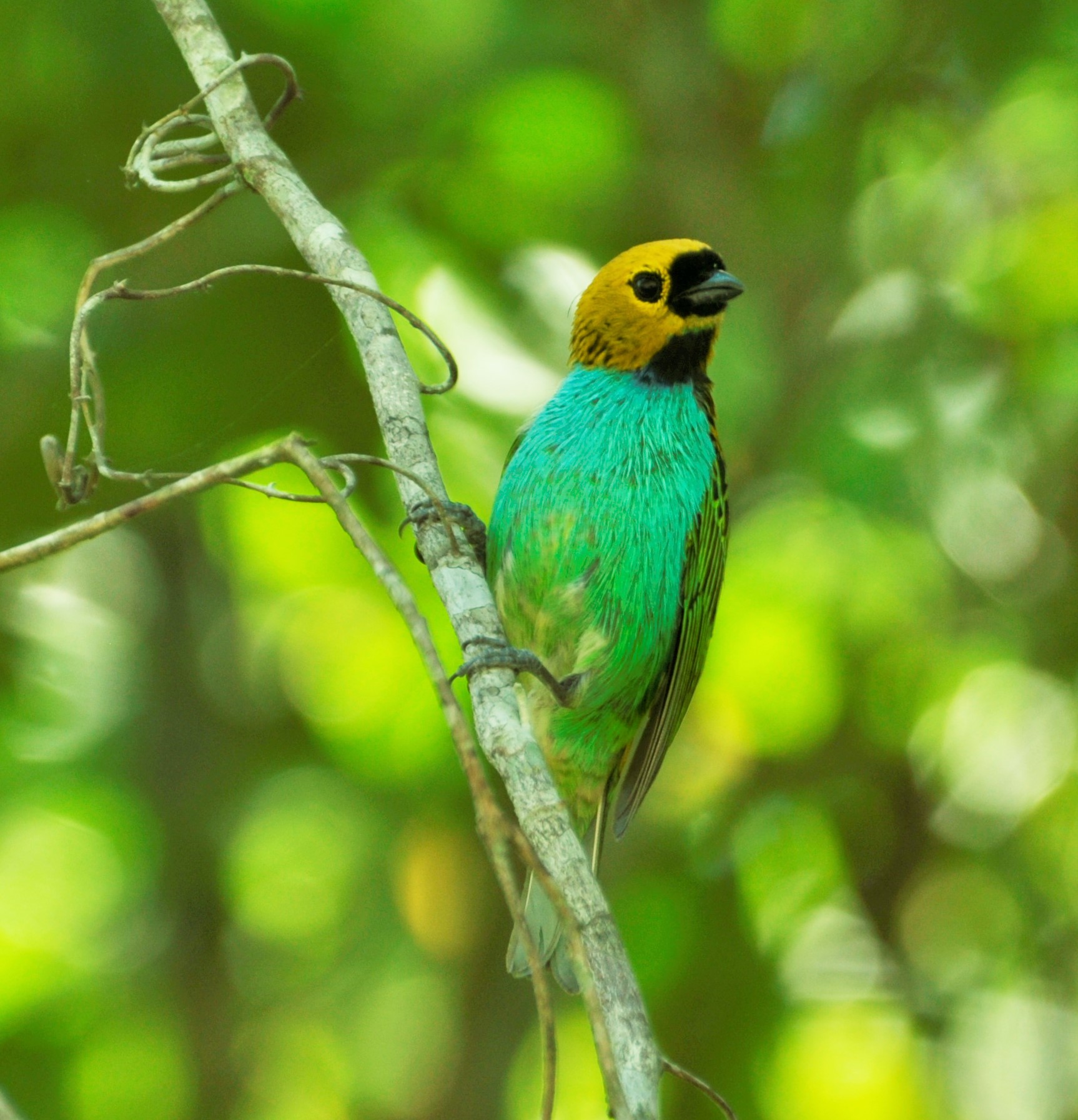 Gilt-edged Tanager