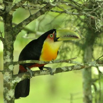 Green-billed Toucan Green-billed Toucan