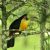 Green-billed Toucan