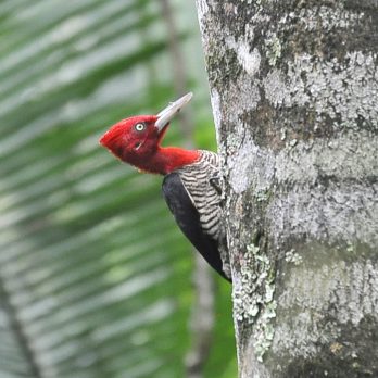 Robust Woodpecker Robust Woodpecker
