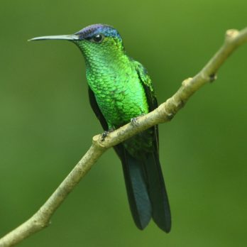Violet-capped Woodnynph Violet-capped Woodnynph