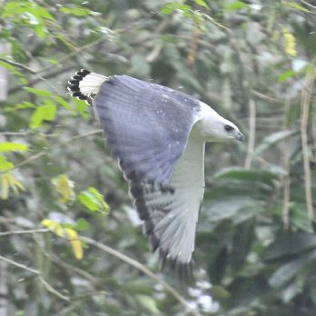 White-Necked Hawk White-Necked Hawk