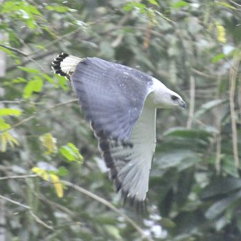 White-Necked Hawk