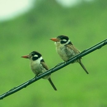 White-eared Puffbird White-eared Puffbird